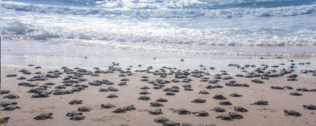 Club solaris Cabos protecting the turtles